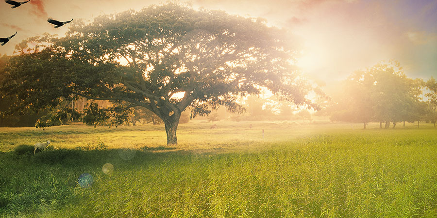 Marihuana: święta czy profańska? Marihuana: święta czy profańska?