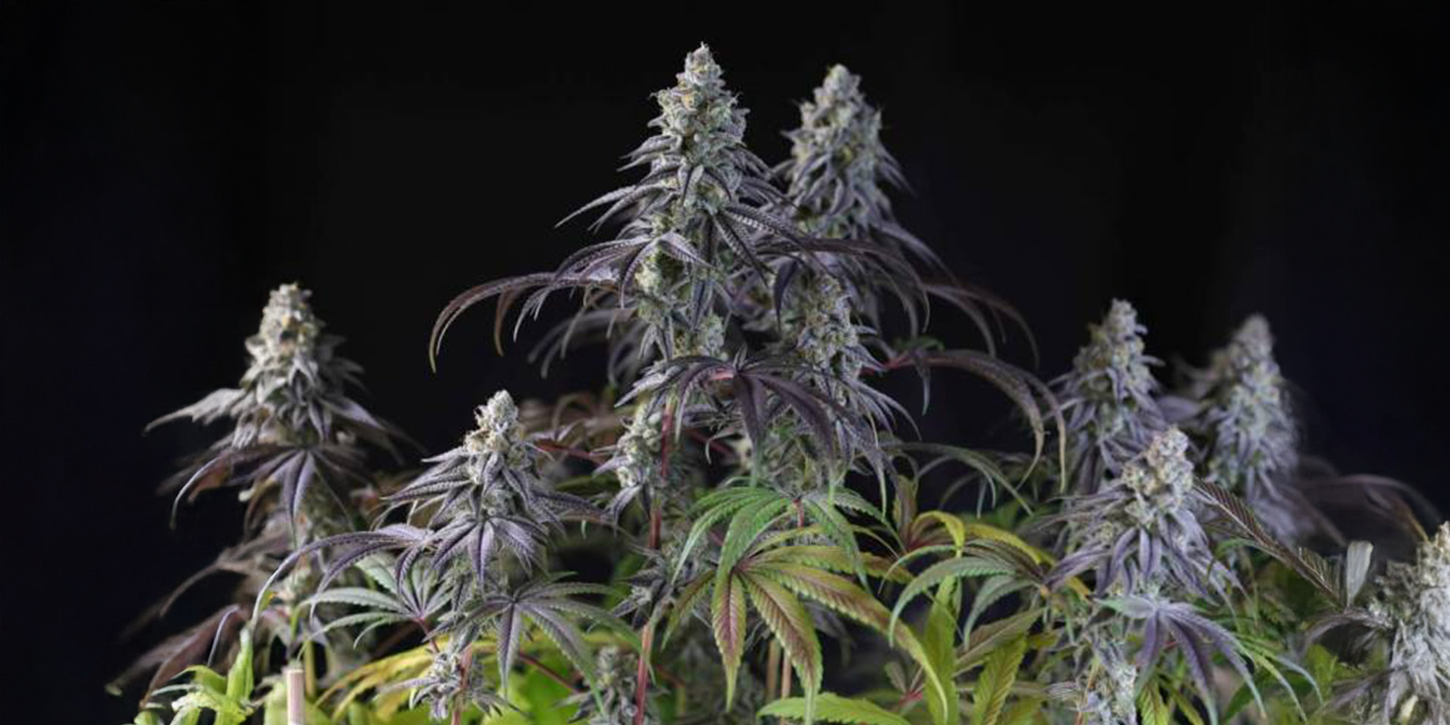 Najlepsze odmiany odporne na zimno do uprawy zimą Najlepsze odmiany odporne na zimno do uprawy zimą