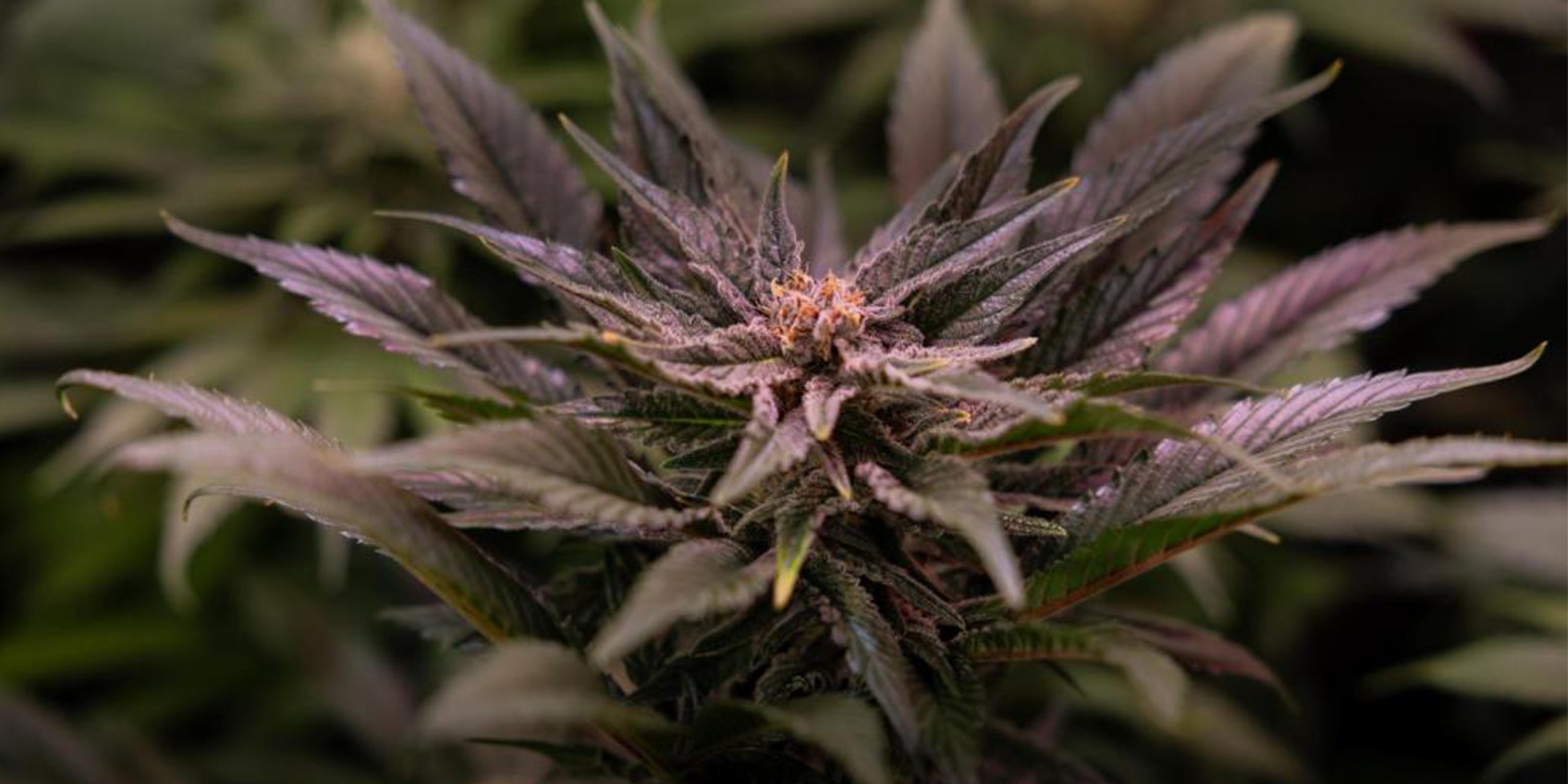 Minimalna temperatura dla konopi Minimalna temperatura dla konopi