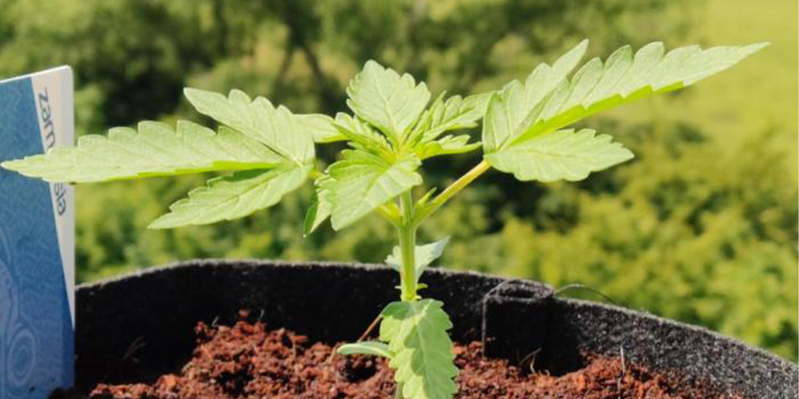 Regiony, w których zimowa uprawa sprawdza się lepiej Regiony, w których zimowa uprawa sprawdza się lepiej