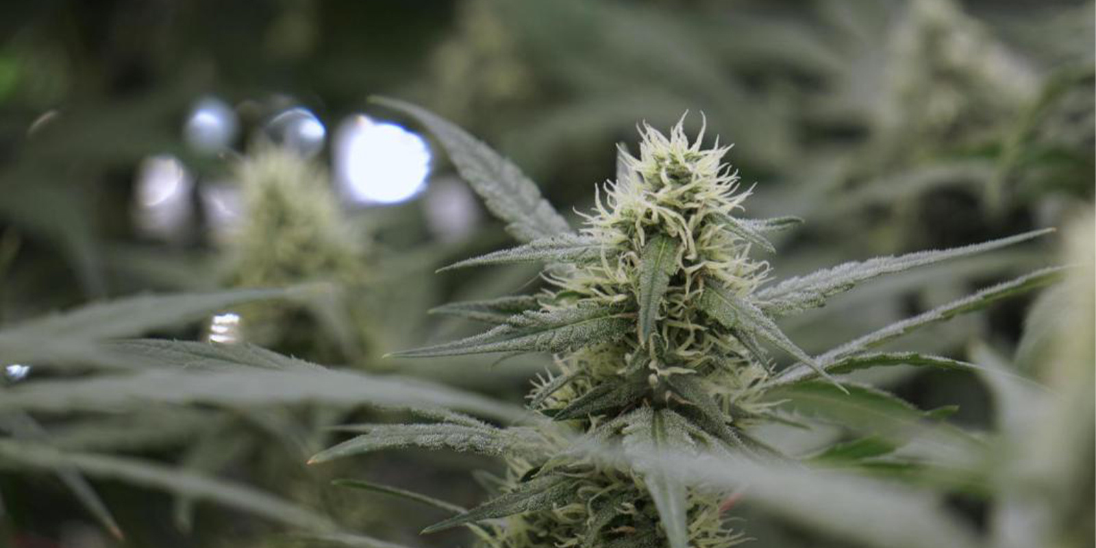 Czy zamiast tego uprawiać w pomieszczeniu? Czy zamiast tego uprawiać w pomieszczeniu?