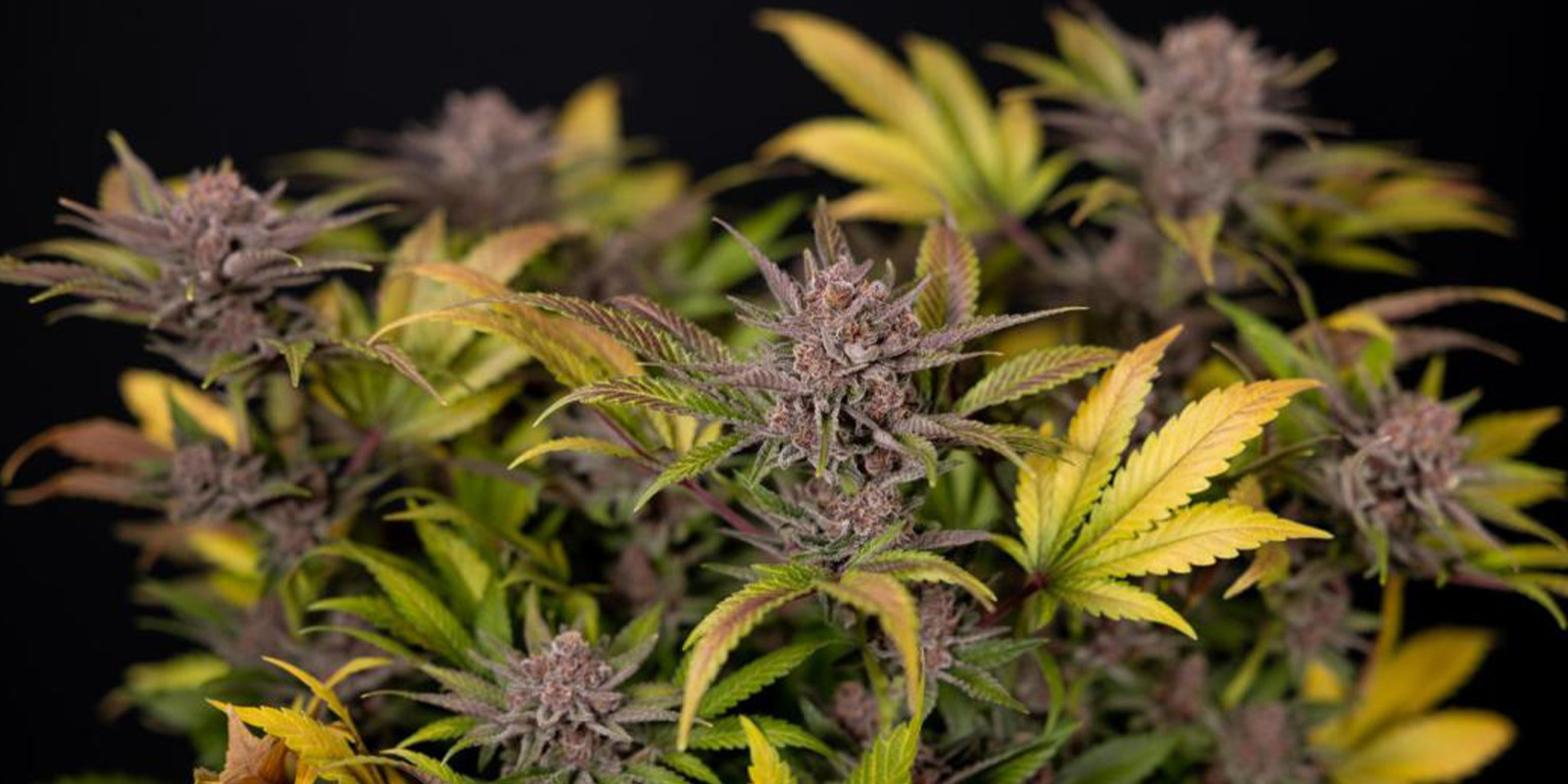 Porady dotyczące uprawy konopi zimą Porady dotyczące uprawy konopi zimą