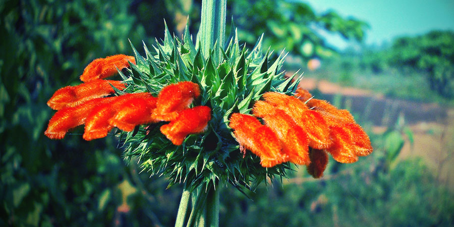 Kwiat wild dagga Kwiat wild dagga