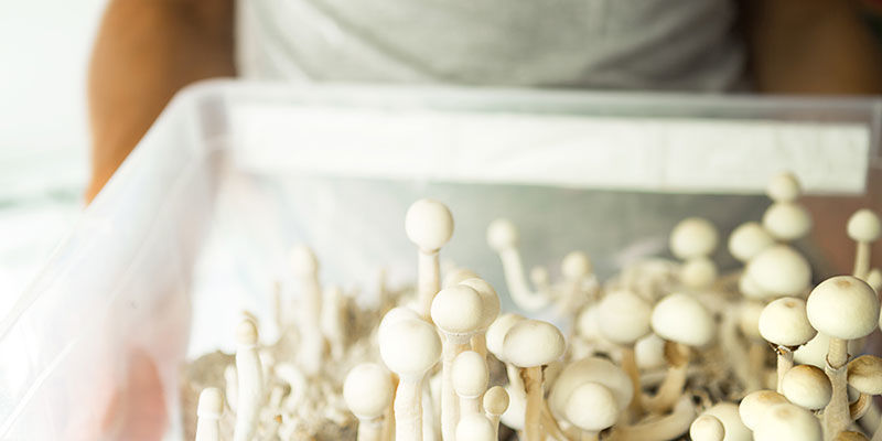 Metoda 3: Zaszczepienie i podłoże masowe