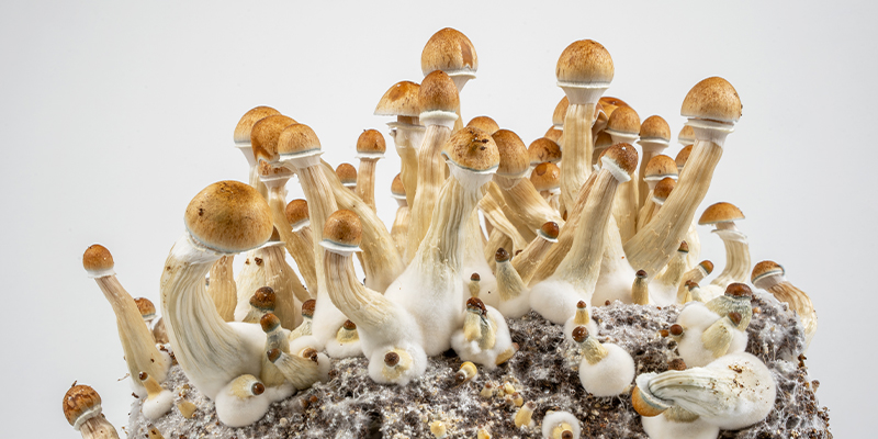 Najprostsza droga do uprawy grzybów psylocybinowych Najprostsza droga do uprawy grzybów psylocybinowych