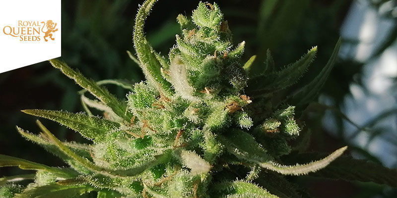 Amnesia Mac Ganja (Amg) — Royal Queen Seeds Amnesia Mac Ganja (Amg) — Royal Queen Seeds