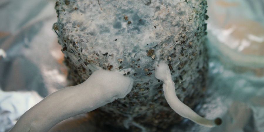 CZY GRZYBNIA MOŻE RÓWNIEŻ SINIEĆ?