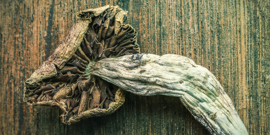 Czy sinienie wpływa na moc grzybków halucynków? CZY SINIENIE WPŁYWA NA MOC GRZYBKÓW HALUCYNKÓW?