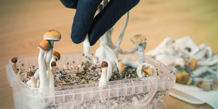 KIEDY POJAWIA SIĘ SINE PRZEBARWIENIE?