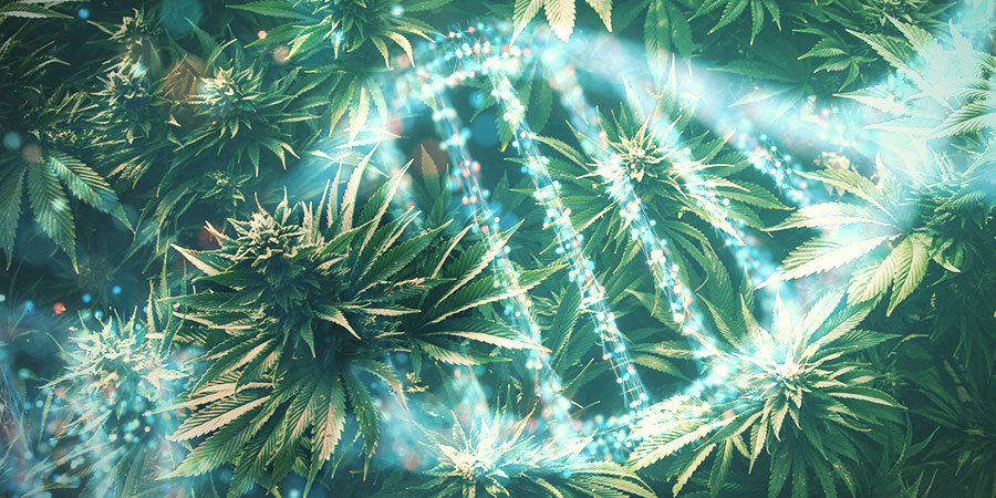 Wszystko zaczyna się od genetyki Wszystko zaczyna się od genetyki