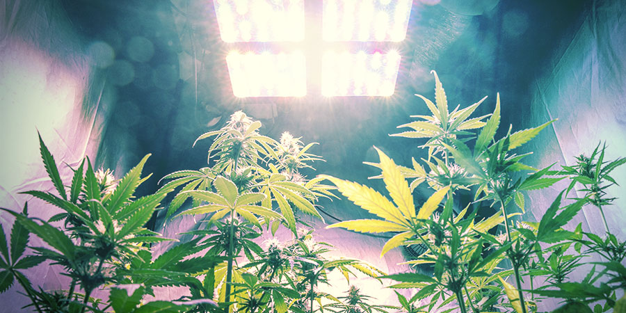 Natężenie i widmo światła są kluczowe Natężenie i widmo światła są kluczowe