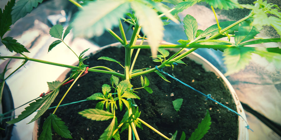 Przycinanie, trening i selektywne cięcie Przycinanie, trening i selektywne cięcie