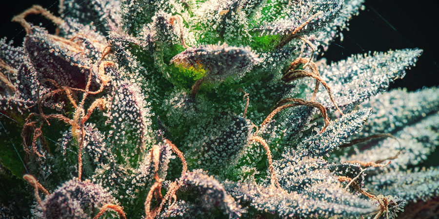 Nie spiesz się ze zbiorem Nie spiesz się ze zbiorem