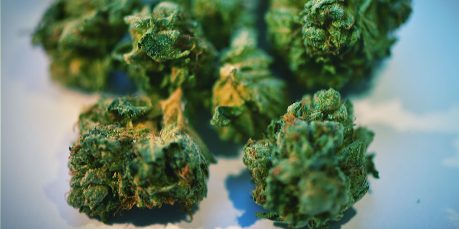 Co się dzieje, gdy źle obchodzisz się z topami marihuany? Co się dzieje, gdy źle obchodzisz się z topami marihuany?