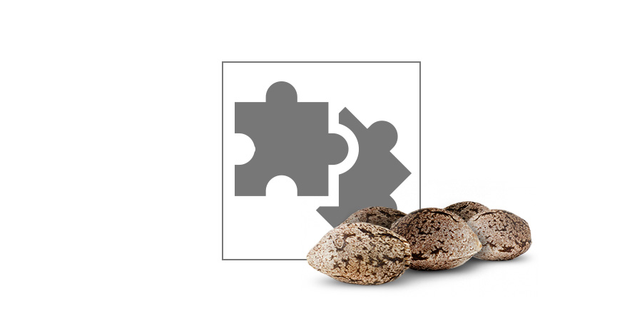 Sklep z nasionami marihuany