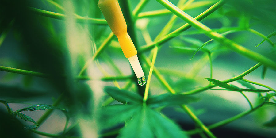 CZYM JEST SYSTEM NAWADNIANIA MARIHUANY?