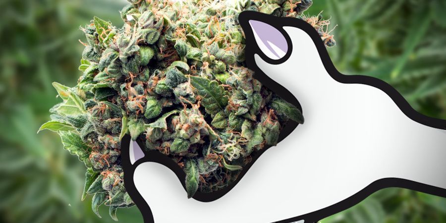 Efekty White Monster Automatic Efekty White Monster Automatic