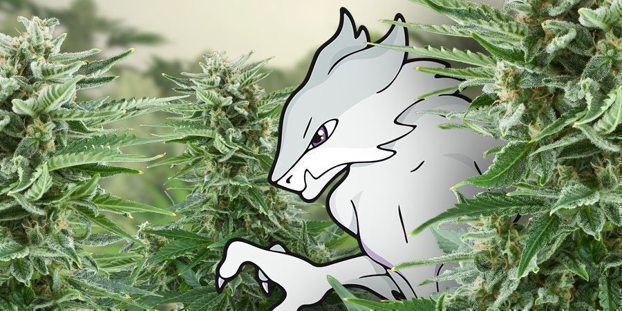 Poznaj White Monster Automatic Poznaj White Monster Automatic