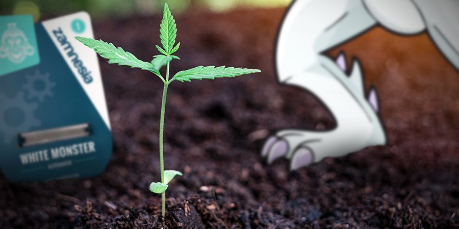 Growing White Monster Automatic Growing White Monster Automatic