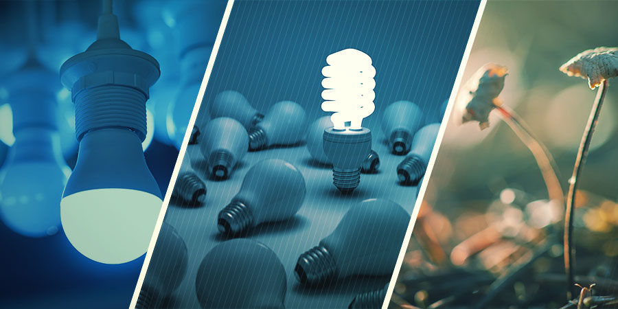 Jaki rodzaj oświetlenia jest najlepszy dla grzybków halucynków?