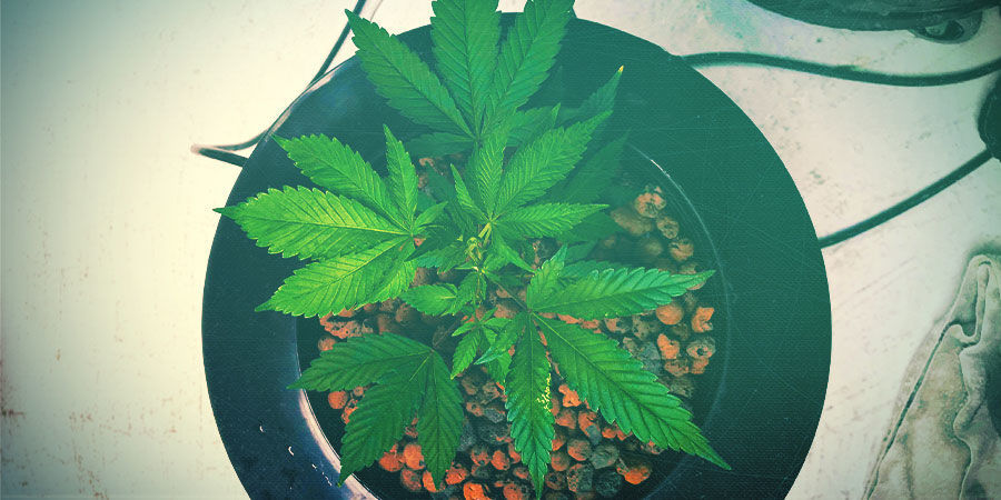 Chroń swoje rośliny konopi przed glonami CHROŃ SWOJE ROŚLINY KONOPI PRZED GLONAMI