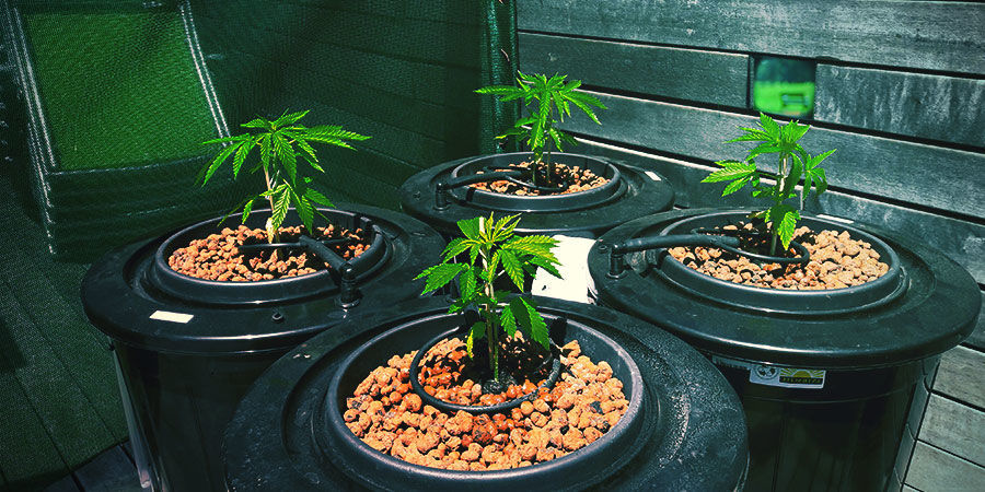 Jak zapanować nad glonami w systemie hydroponicznym JAK ZAPANOWAĆ NAD GLONAMI W SYSTEMIE HYDROPONICZNYM