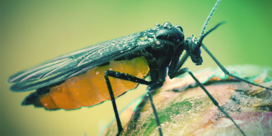 Jaki jest wpływ glonów na marihuanę? Jaki jest wpływ glonów na marihuanę?