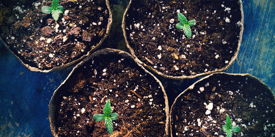 Kiełkuj bezpośrednio w doniczkach Kiełkuj bezpośrednio w doniczkach