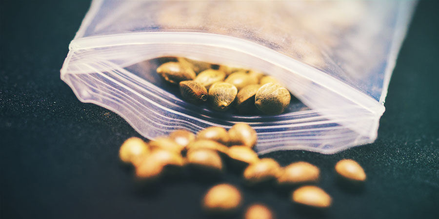 Kluczowe kwestie przy uprawie w domu Kluczowe kwestie przy uprawie w domu