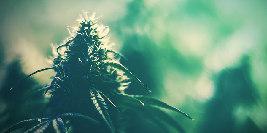 Uprawa właściwej odmiany