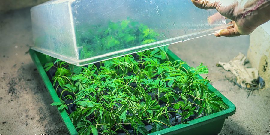 Dopasuj rozmiar swojej uprawy do swoich potrzeb Dopasuj rozmiar swojej uprawy do swoich potrzeb