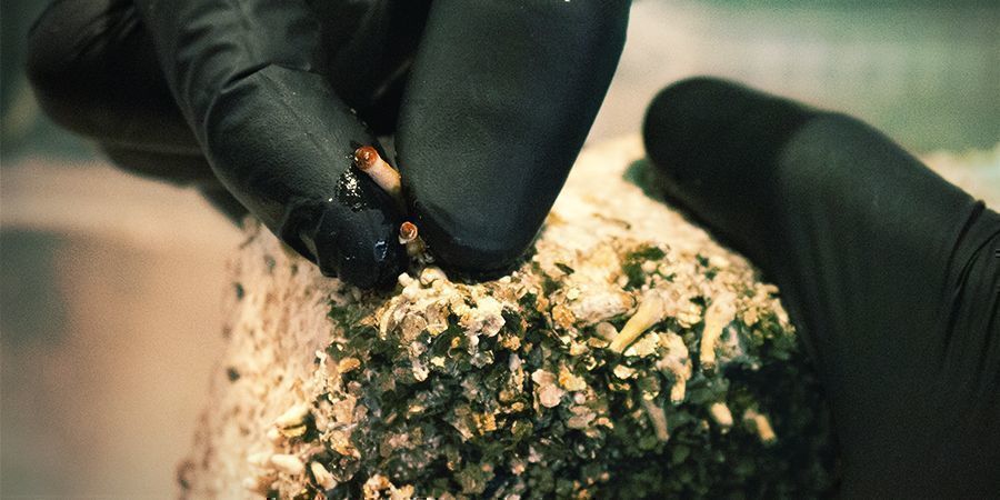 Namaczanie podłoża, aby uzyskać wiele rzutów