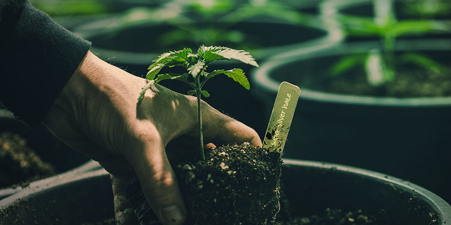 Jak uprawiać Super Silver Haze JAK UPRAWIAĆ SUPER SILVER HAZE