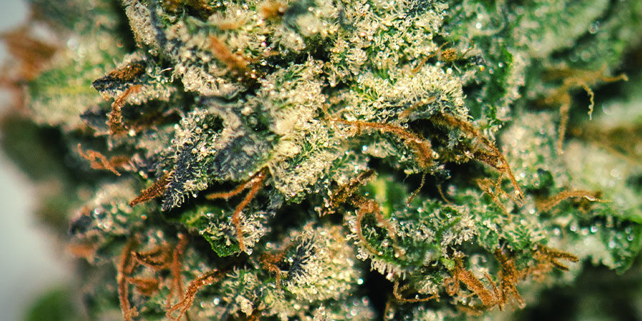 JAK UPRAWIAĆ GORILLA ZKITTLEZ