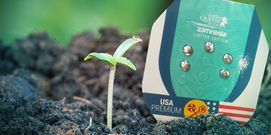 Uprawa ZZ Punch Uprawa ZZ Punch