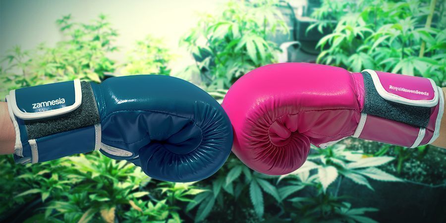 Zamnesia i RQS: duet stworzony w niebie Zamnesia i RQS: duet stworzony w niebie