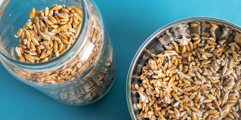 Najlepsza grzybnia ziarno