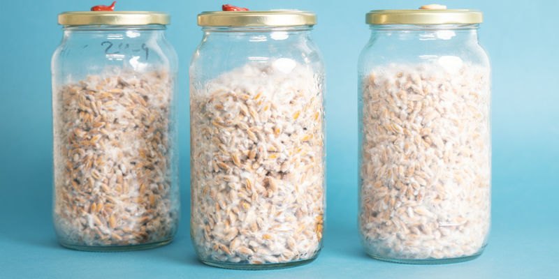 Czym dokładnie jest grzybnia zaszczepna?