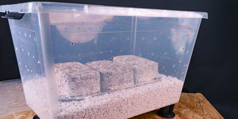 Czy komora owocnikowania typu shotgun naprawdę się opłaca? Czy komora owocnikowania typu shotgun naprawdę się opłaca?