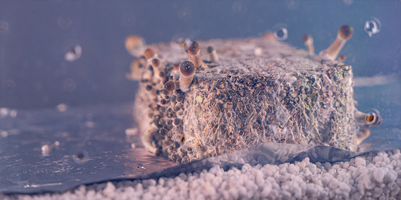 Czym jest shotgun fruiting chamber? Czym jest shotgun fruiting chamber?