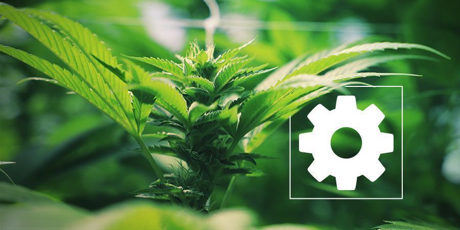 DLACZEGO GENETYKA AUTOKWITNĄCA JEST TAK POPULARNA