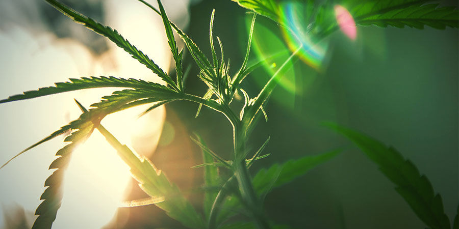 Jak uprawiać Tangerine Dream JAK UPRAWIAĆ TANGERINE DREAM