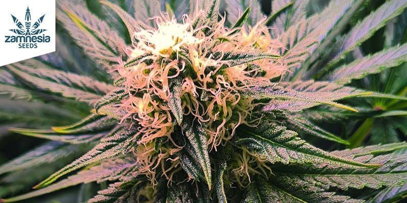 Watermelon Candy Automatic Watermelon Candy Automatic