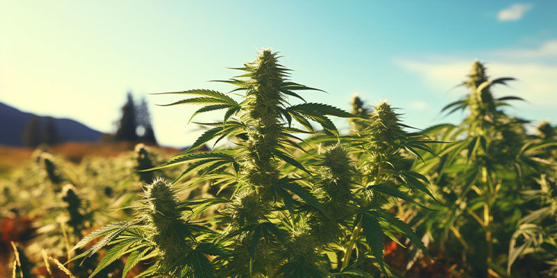 Daj się ponieść odmianom landrace