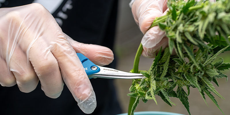 Rękawiczki nitrylowe NITRILE GLOVES