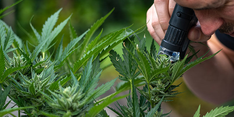 Mikroskop kieszonkowy POCKET MICROSCOPE