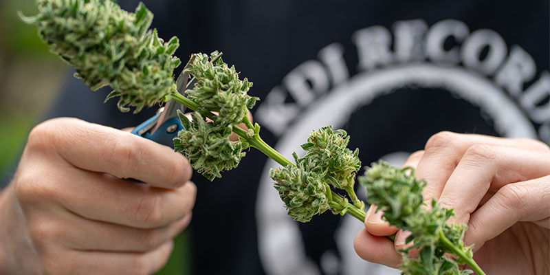 Dlaczego zbiór jest kluczowym etapem uprawy konopi? Dlaczego zbiór jest kluczowym etapem uprawy konopi?