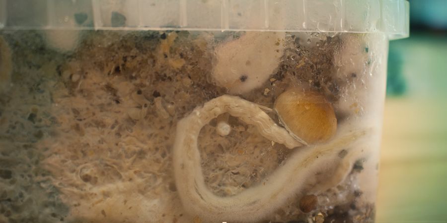 CZYM SĄ BOCCZNE ZARODNIKI GRZYBKÓW HALUCYNKÓW?