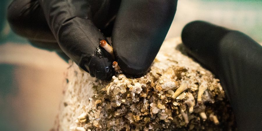 CO ZROBIĆ Z BOCCZNYMI PINAMI PRZY GRZYBKACH HALUCYNKACH