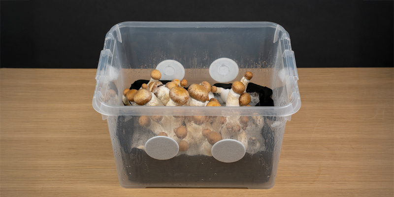 Grow forth and shroom!